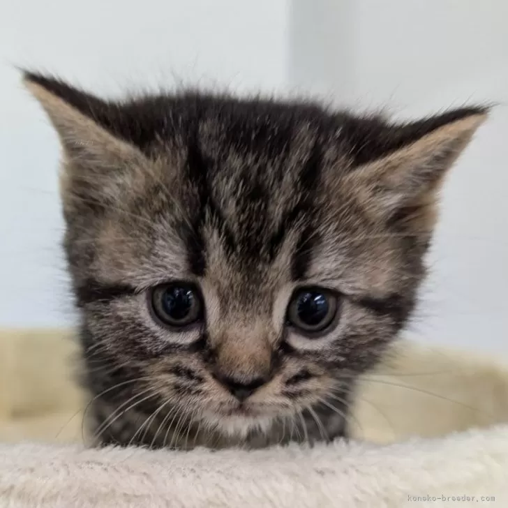 ID:2504-00645の子猫