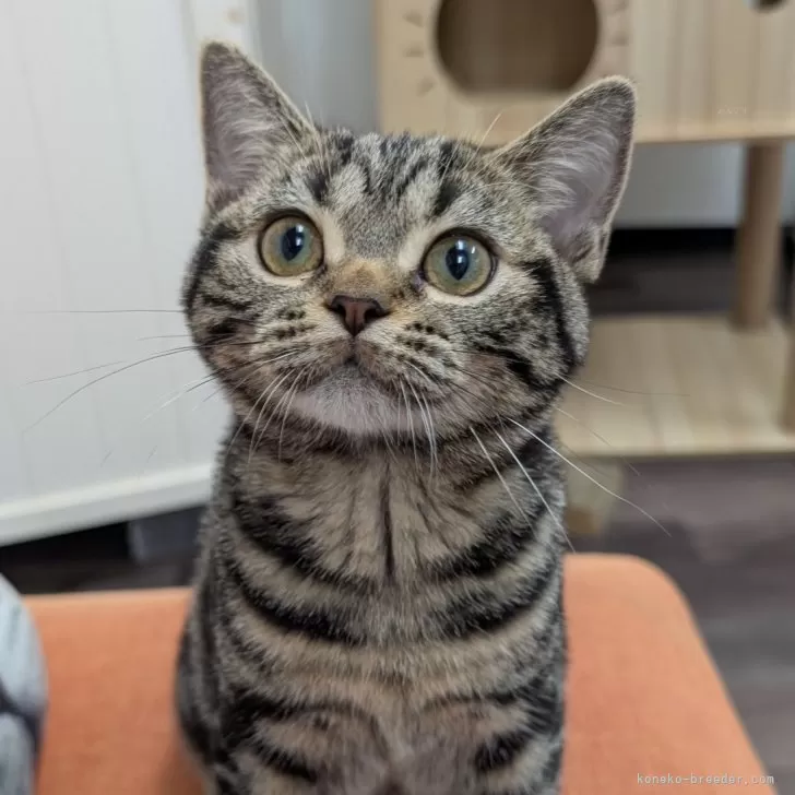 ID:2412-00374の子猫