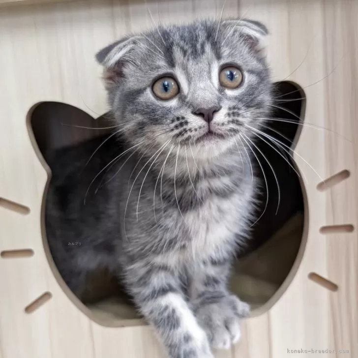 スコティッシュフォールド(折れ耳)【大阪府・女の子・2025年7月31日・ブルータビー】の写真1