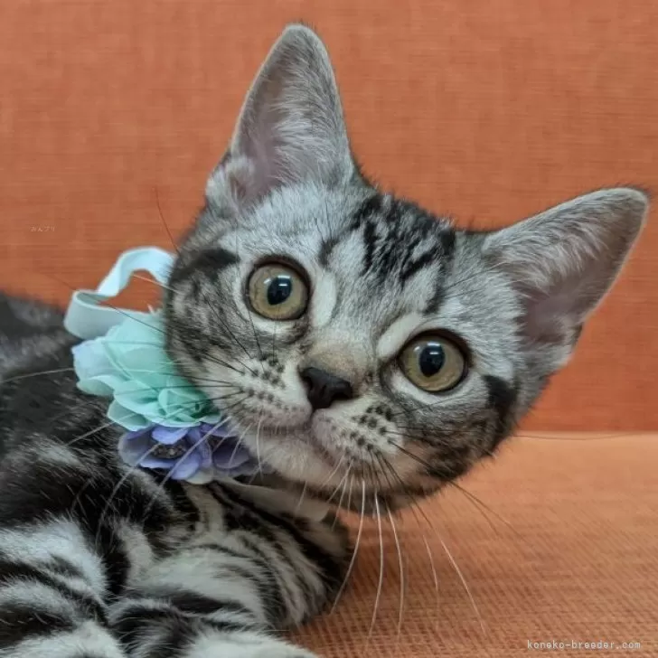 ID:2504-00216の子猫