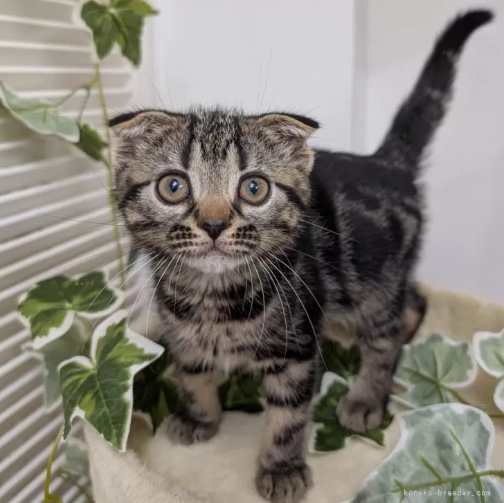 ID:2504-03112の子猫