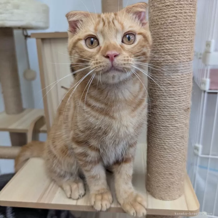 ID：2505-01168の子猫
