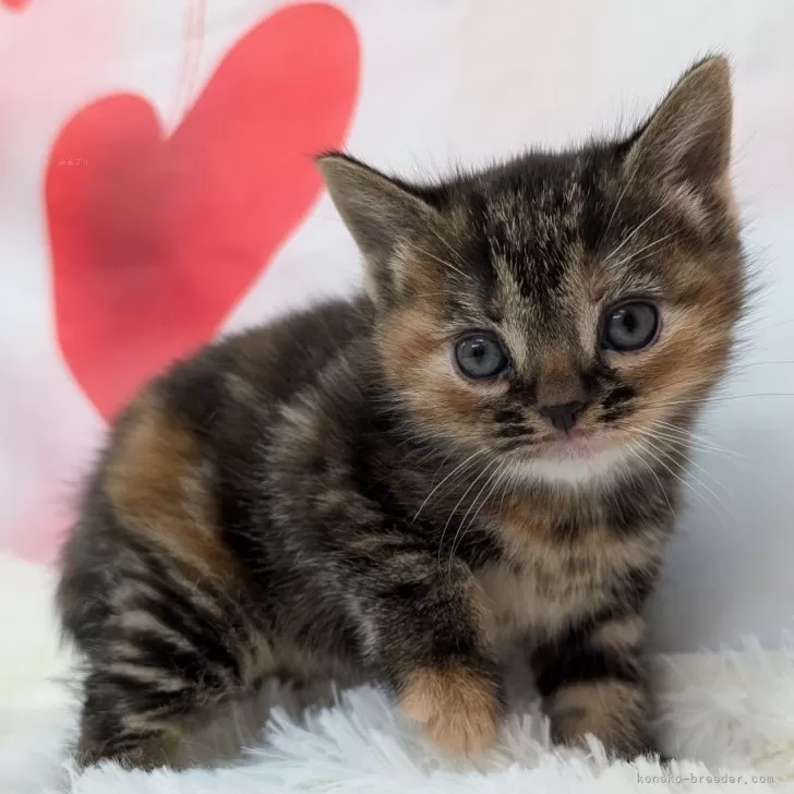 ID：2502-00748の子猫