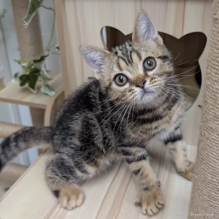 K.I 様のお迎えした子猫