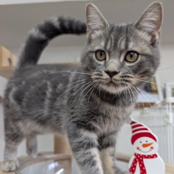 スコティッシュフォールド(立ち耳)【大阪府・男の子・2025年7月31日・ブルータビー】の写真「甘えたで可愛い子です🩷」