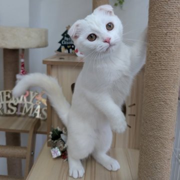 スコティッシュフォールド(折れ耳)【大阪府・女の子・2025年7月12日・ホワイト】の写真「すごく甘えたで可愛い子です🩷ゴロゴロちゃん」