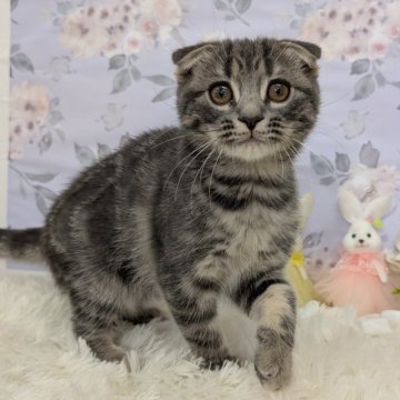スコティッシュフォールド(折れ耳)【大阪府・女の子・2025年7月31日・ブルータビー】の写真「女の子らしいキュートなお顔しています🩷」
