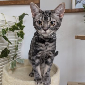 アメリカンショートヘア【大阪府・男の子・2025年4月26日・ブルータビー】の写真「甘えたちゃんでオモチャが大好きな男の子🩷」