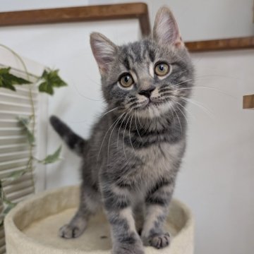 スコティッシュフォールド(立ち耳)【大阪府・男の子・2025年7月31日・ブルータビー】の写真「可愛い子です🩷」