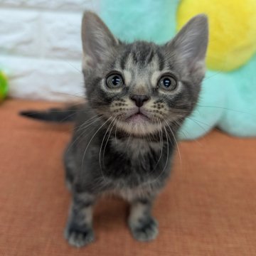 アメリカンショートヘア【大阪府・男の子・2025年5月11日・ブルータビー】の写真「かわいいお顔してます」
