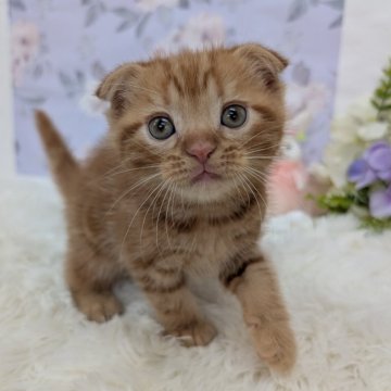 スコティッシュフォールド(折れ耳)【大阪府・男の子・2025年9月16日・レッドタビー】の写真「すでに甘えたちゃん🩷」