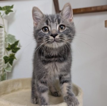 スコティッシュフォールド(立ち耳)