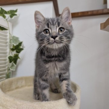 スコティッシュフォールド(立ち耳)【大阪府・男の子・2025年7月31日・ブルータビー】の写真「すごく甘えたで可愛い子です🩷」