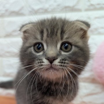 スコティッシュフォールド(折れ耳)【大阪府・女の子・2025年2月24日・ブルータビー】の写真「可愛いお顔しています🩷」