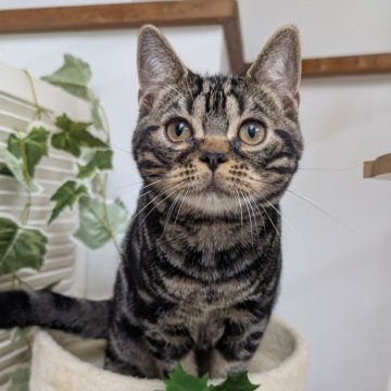 アメリカンショートヘア【大阪府・男の子・2025年7月4日・ブラウンタビー】の写真「かわいい！愛嬌のあるお顔しています🩷」
