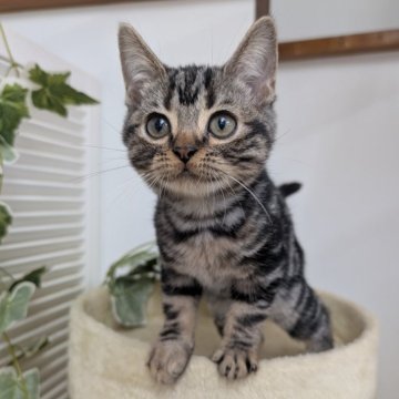 アメリカンショートヘア【大阪府・男の子・2025年7月9日・シルバータビー】の写真「甘えたな男の子です🩷」