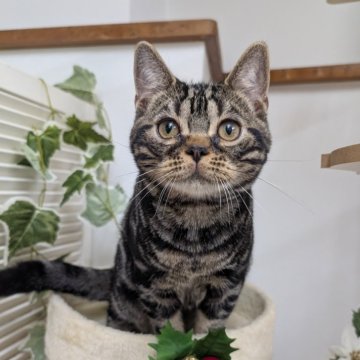 アメリカンショートヘア【大阪府・男の子・2025年7月4日・ブラウンタビー】の写真「かわいい！愛嬌のあるお顔しています🩷」