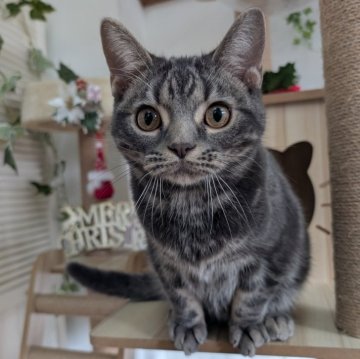 アメリカンショートヘア【大阪府・男の子・2025年5月11日・ブルータビー】の写真「ぽっちゃり男子🩷」