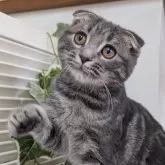 スコティッシュフォールド(折れ耳)