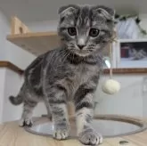 スコティッシュフォールド(折れ耳)