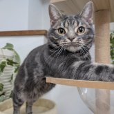 アメリカンショートヘア