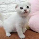 スコティッシュフォールド(折れ耳)