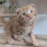 スコティッシュフォールド(折れ耳)