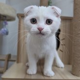 スコティッシュフォールド(折れ耳)