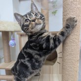 アメリカンショートヘア