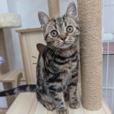 アメリカンショートヘア