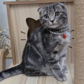 スコティッシュフォールド(折れ耳)