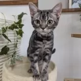 アメリカンショートヘア