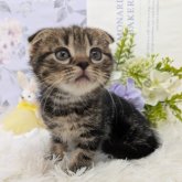 スコティッシュフォールド(折れ耳)