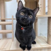 アメリカンショートヘア