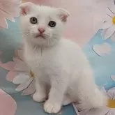 スコティッシュフォールド(折れ耳)