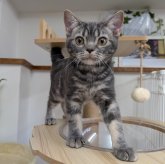 アメリカンショートヘア