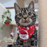 アメリカンショートヘア