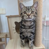 アメリカンショートヘア