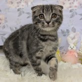 スコティッシュフォールド(折れ耳)