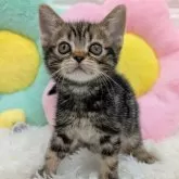 アメリカンショートヘア【大阪府・男の子・2024年11月17日・ブラウンタビー】の写真1