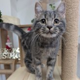 スコティッシュフォールド(立ち耳)