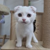 スコティッシュフォールド(折れ耳)