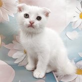 スコティッシュフォールド(折れ耳)