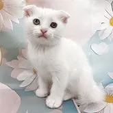 スコティッシュフォールド(折れ耳)