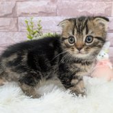 スコティッシュフォールド(折れ耳)