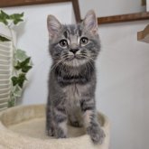 スコティッシュフォールド(立ち耳)