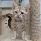 アメリカンショートヘア