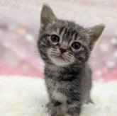 アメリカンショートヘア