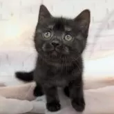 スコティッシュフォールド(立ち耳)