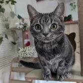 アメリカンショートヘア